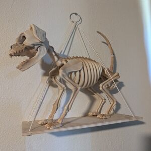 Dog Skeleton